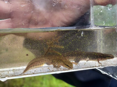 Mooi nieuws vanuit de werkgroep Flora en Fauna, door Ger Scheurkogel