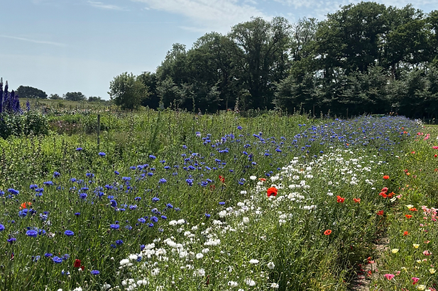 Southwold Flower Farm x .png
