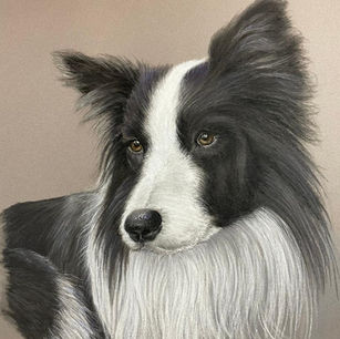 Collie 1.jpg