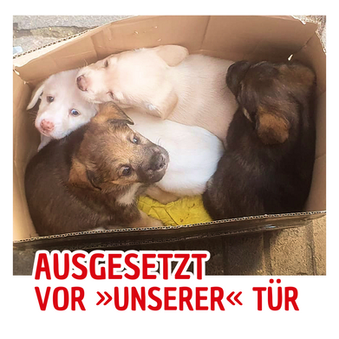 Vier Hundebabys vor »unserer« Tür ausgesetzt