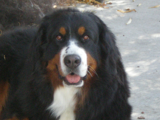Ester
