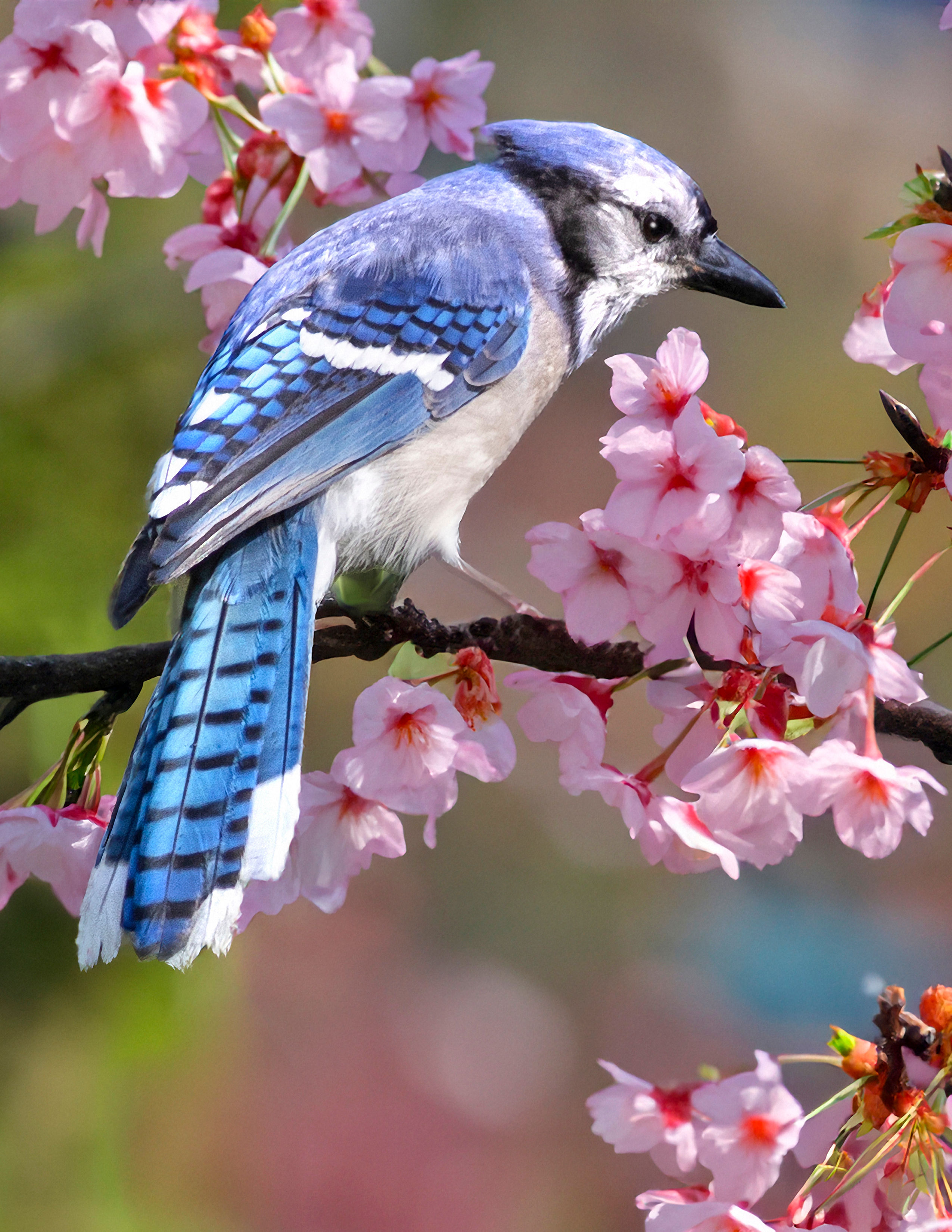 Bluejay