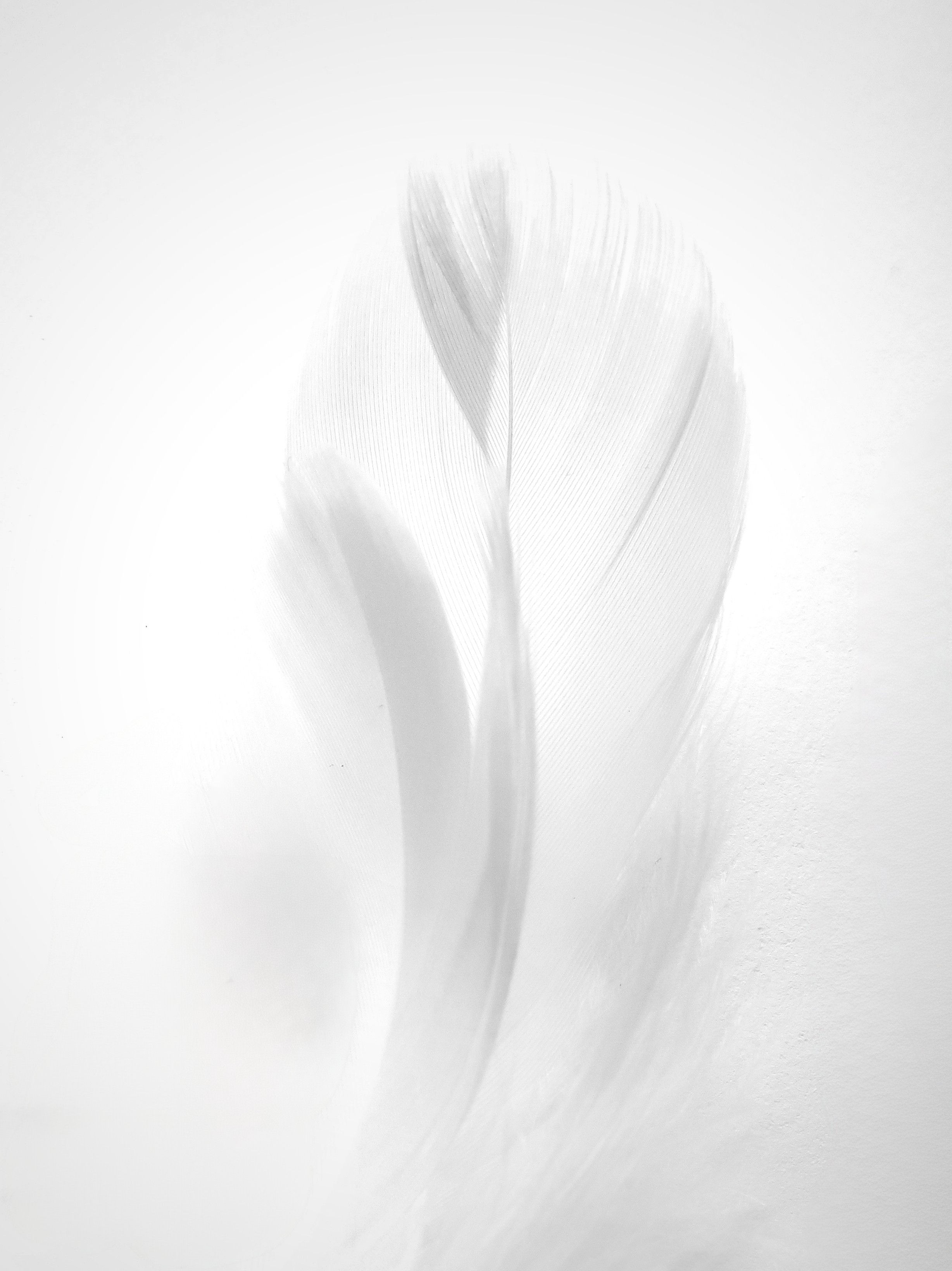 Delicate Beauty