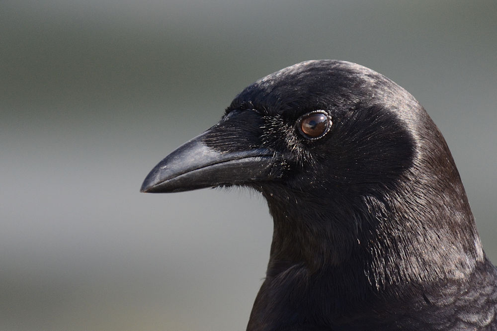 Crow Portrait