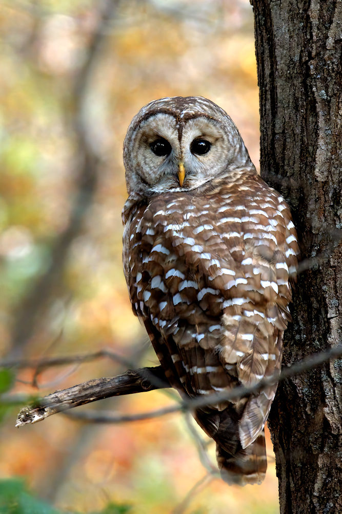 Barred Owl