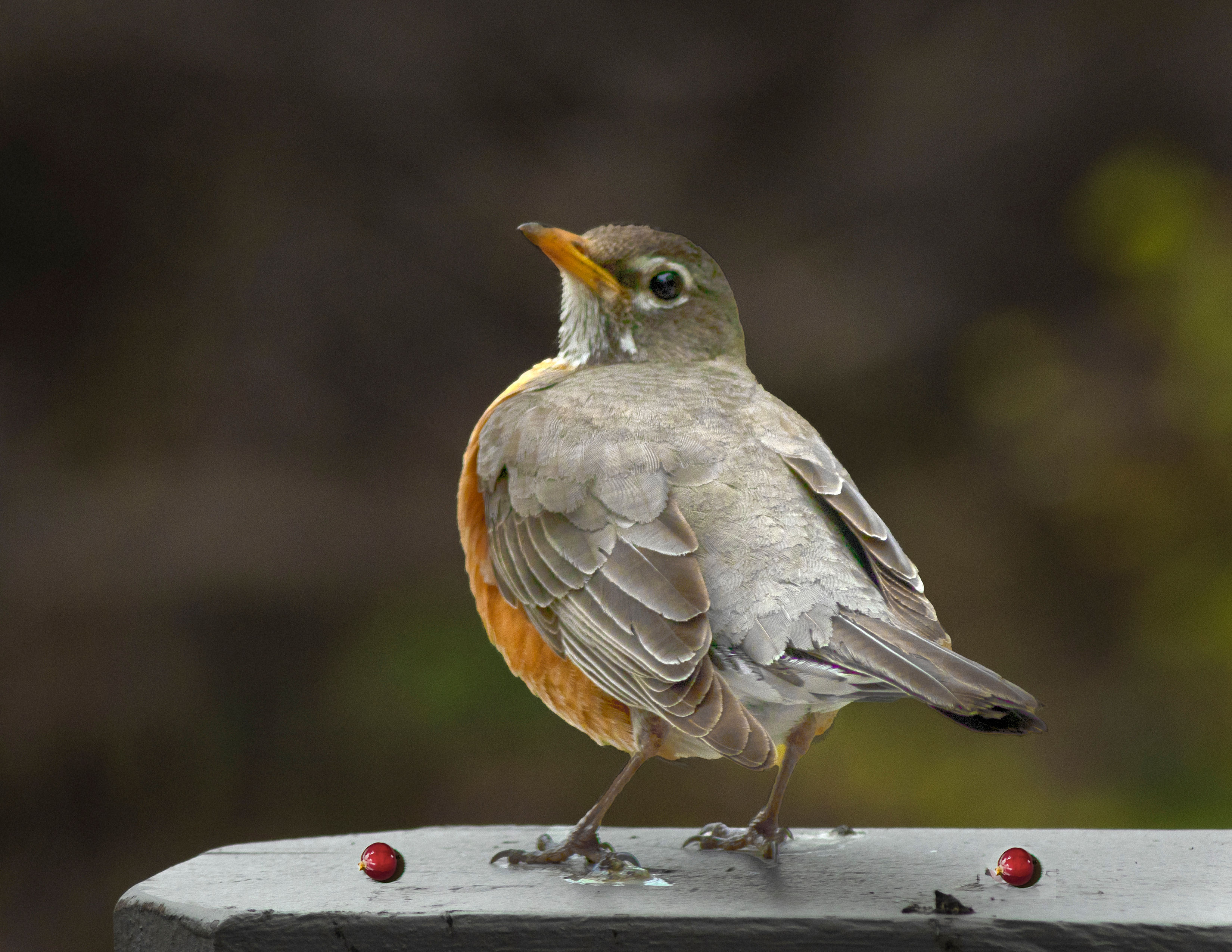 Robin