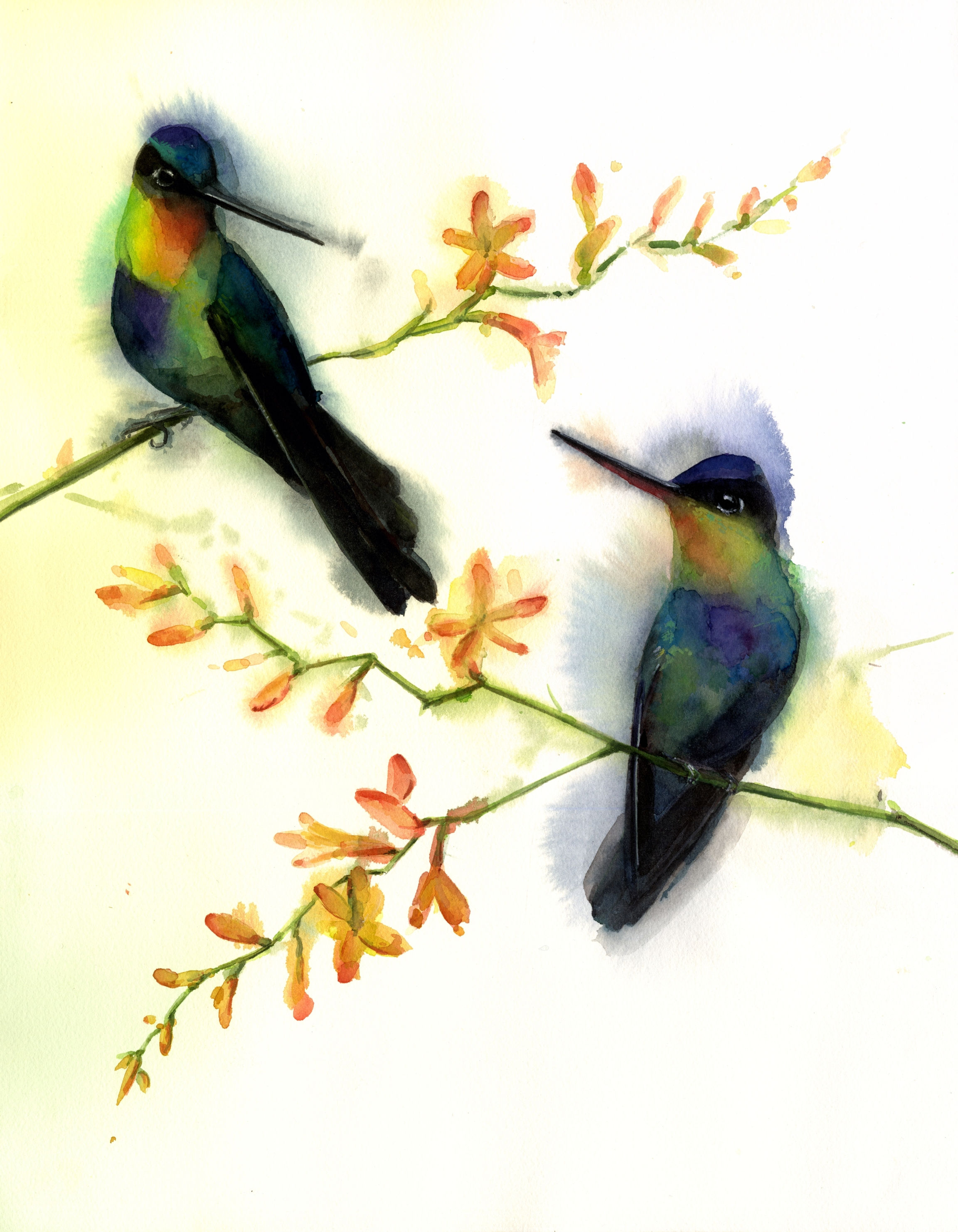 Fiery-throated Hummingbird Pair