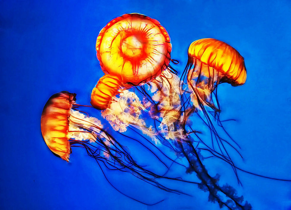 Sea Nettles