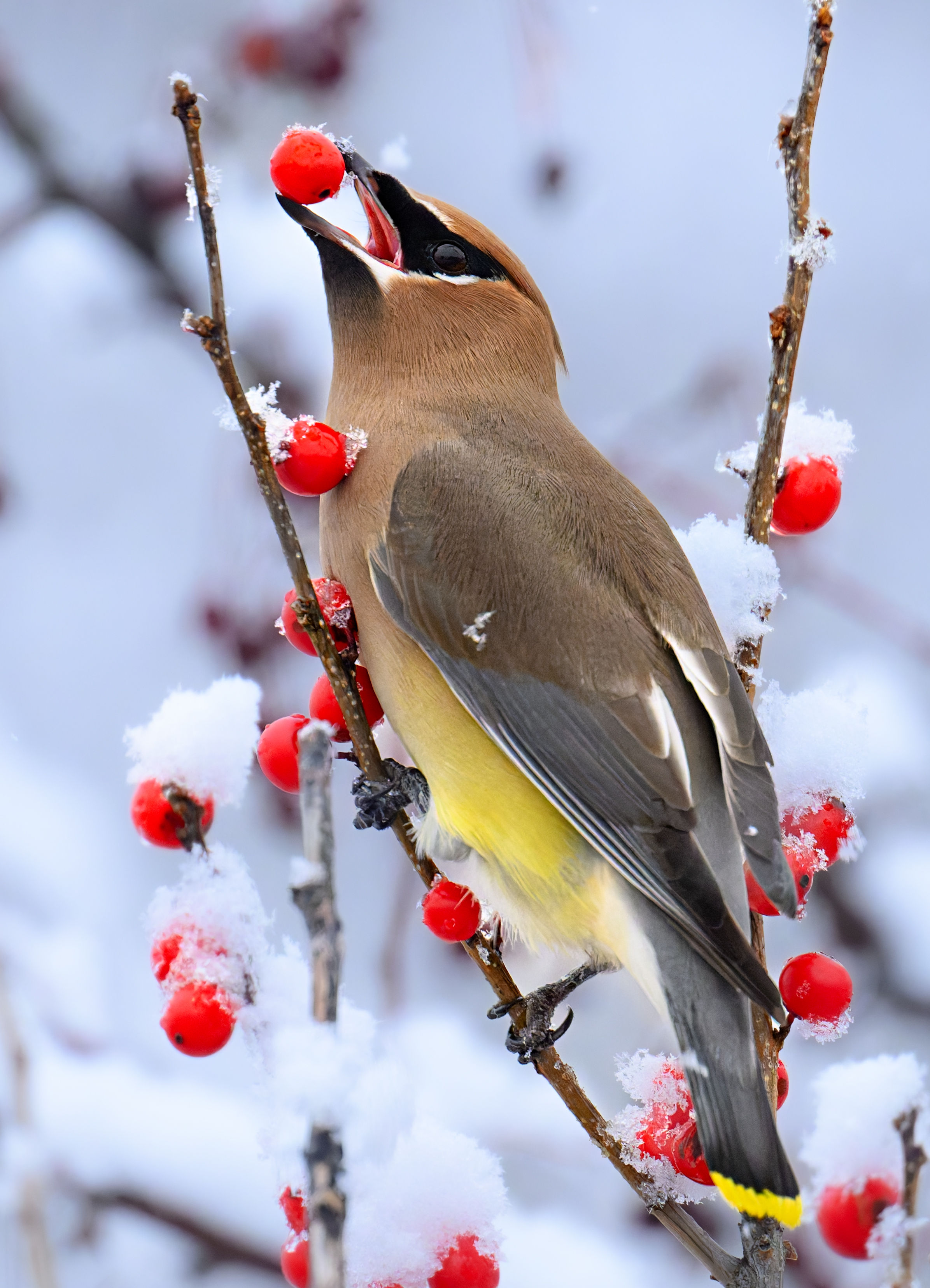 Waxwing With Berries