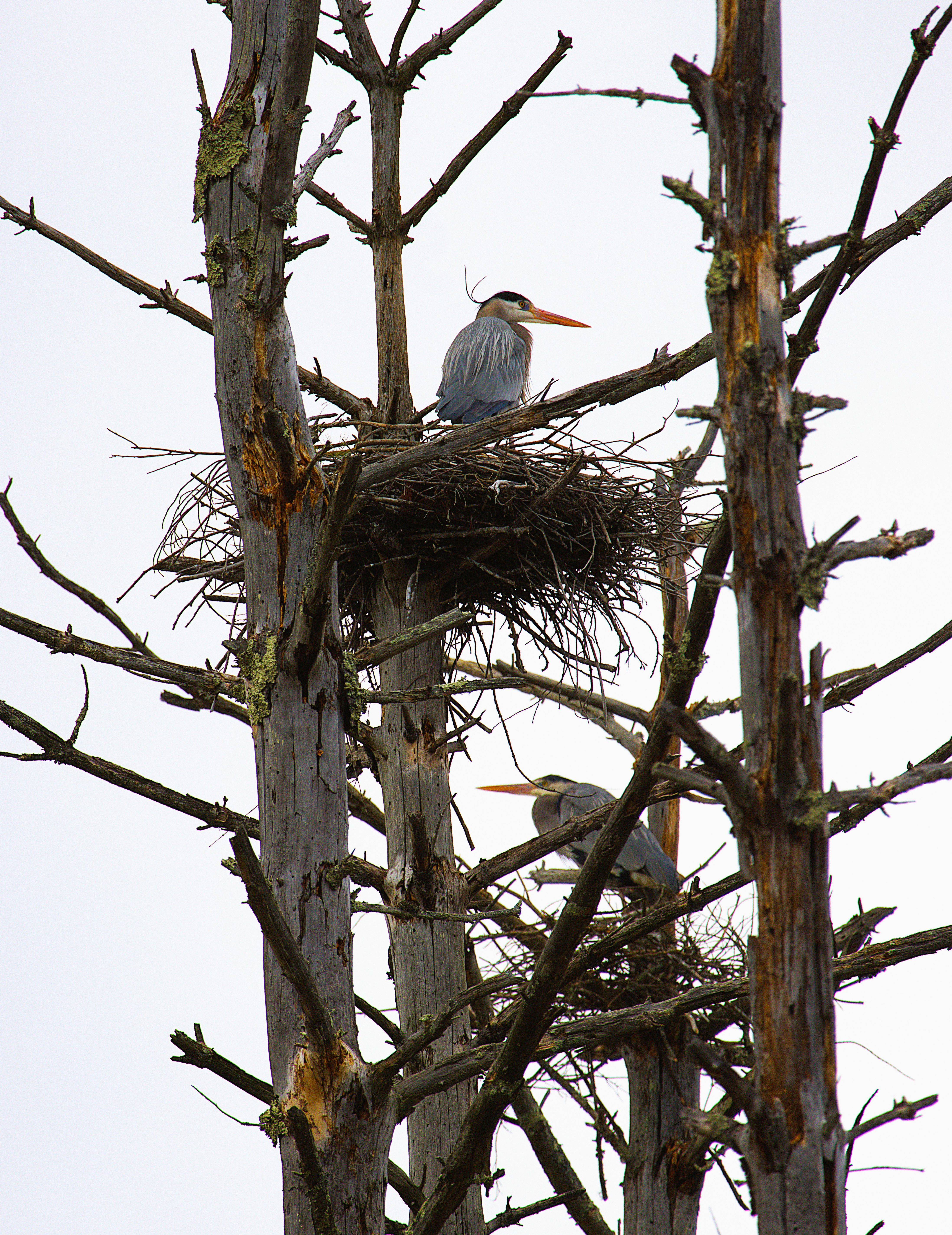 Great Blue Heron Condo
