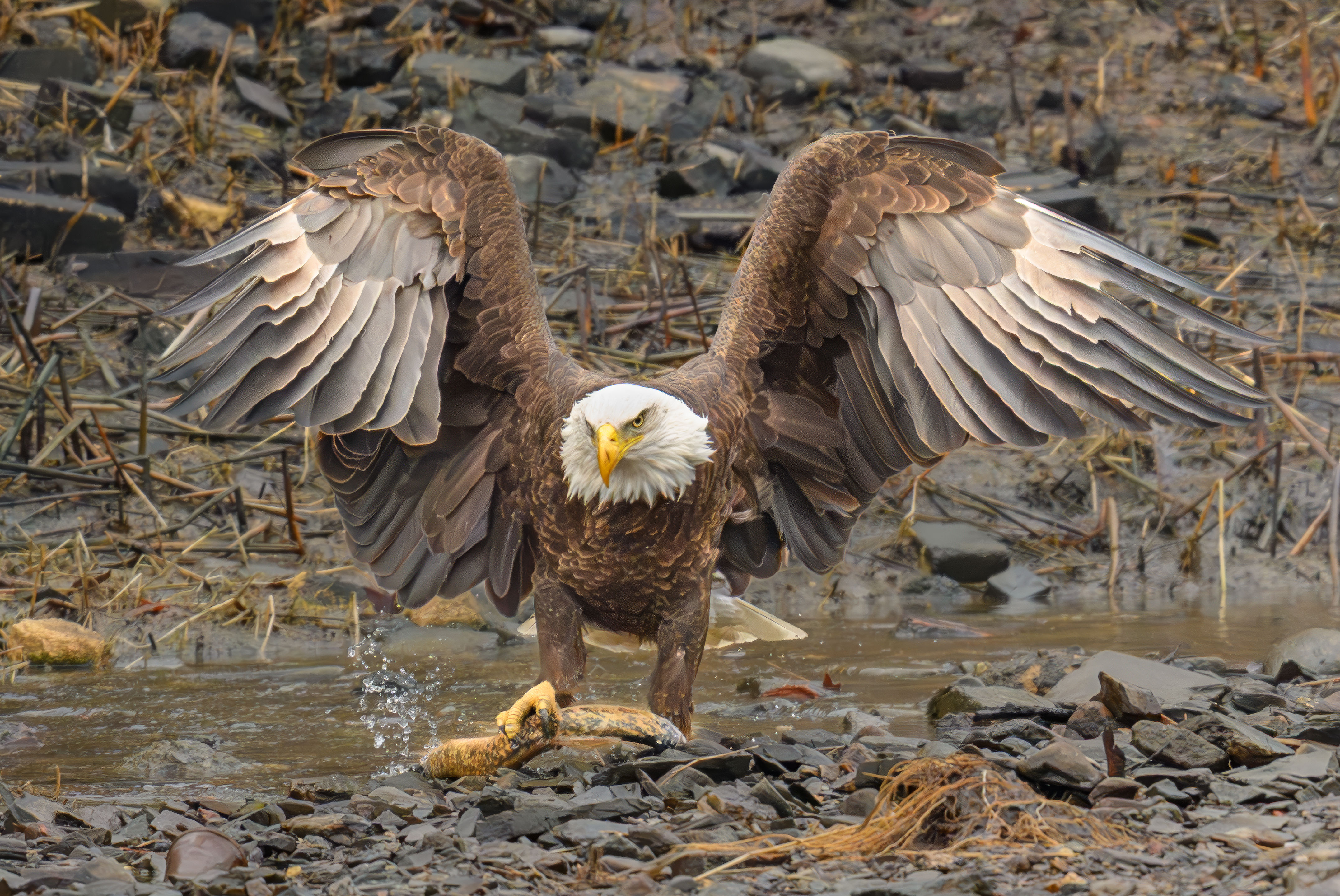 Eagle With Lamprey