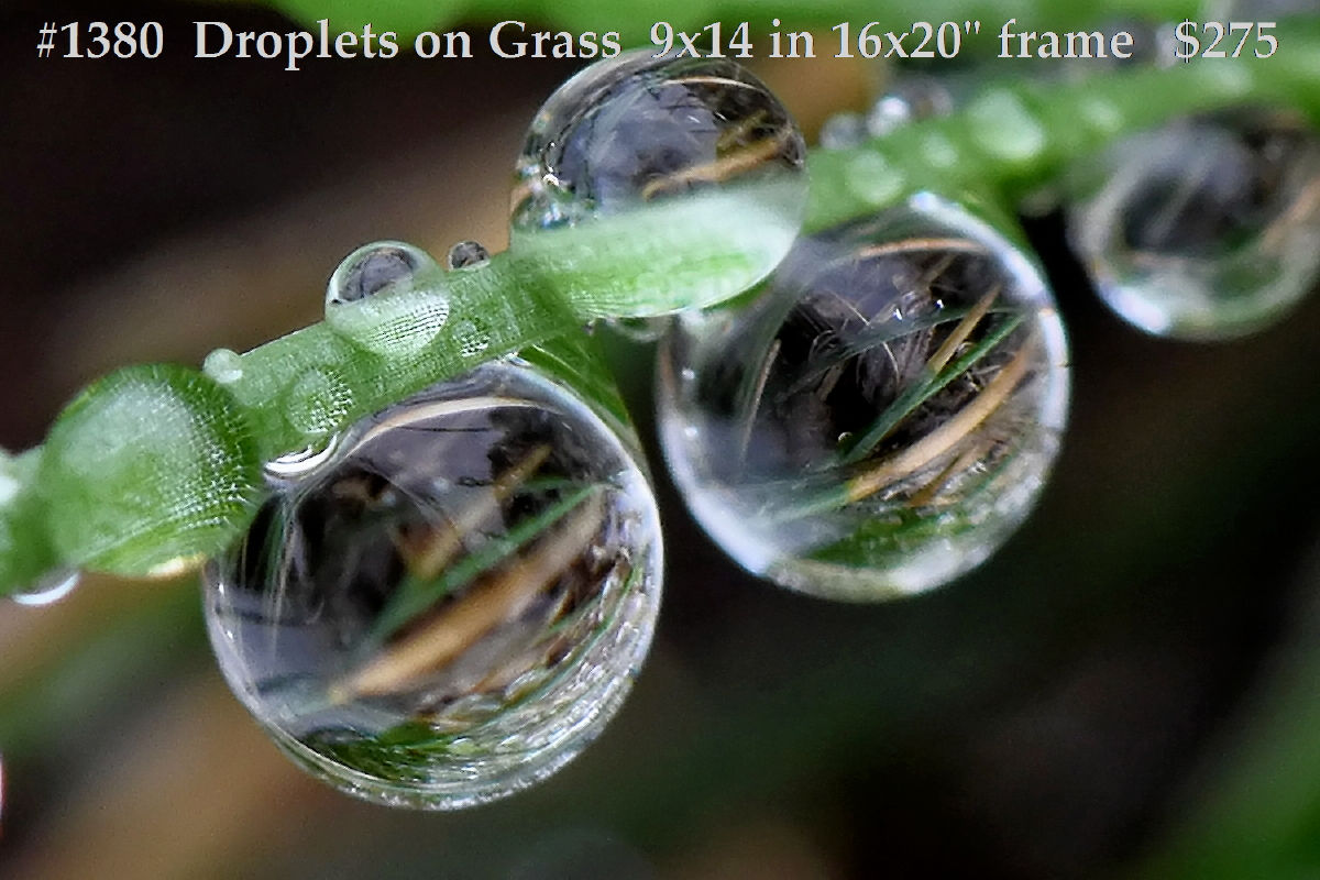 #1380 Droplets on Grass