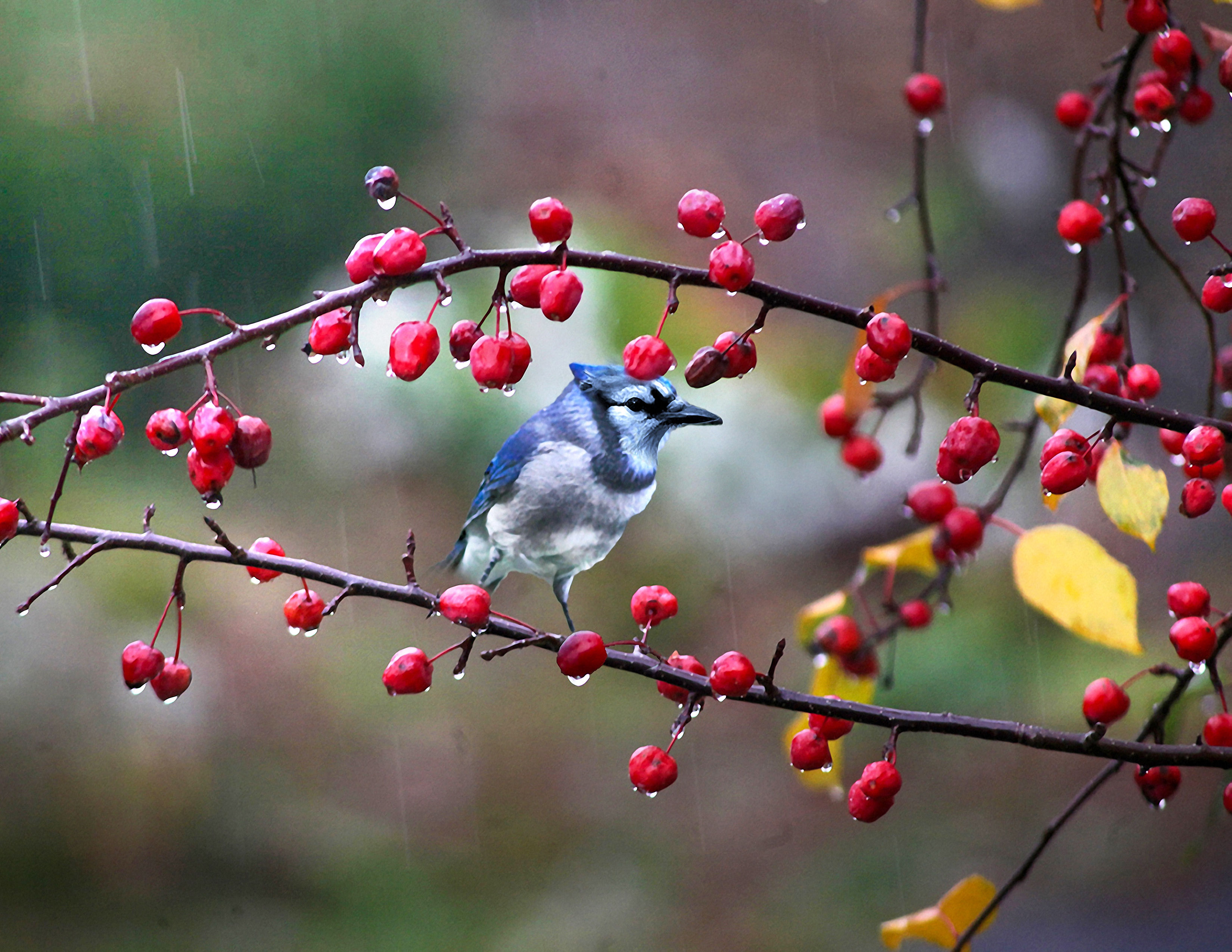 Blue Jay In The Rain
