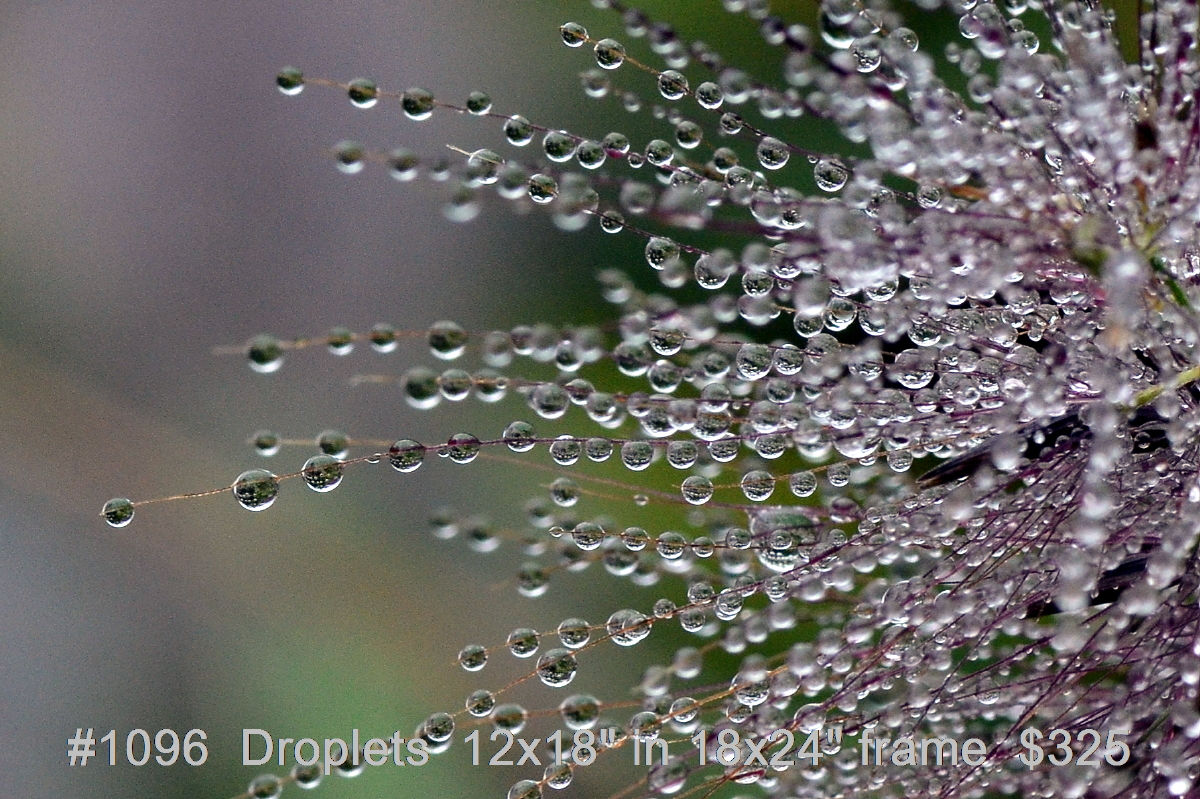 #1096 Droplets on Ornamental Grass