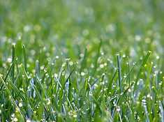 Grass.jpg