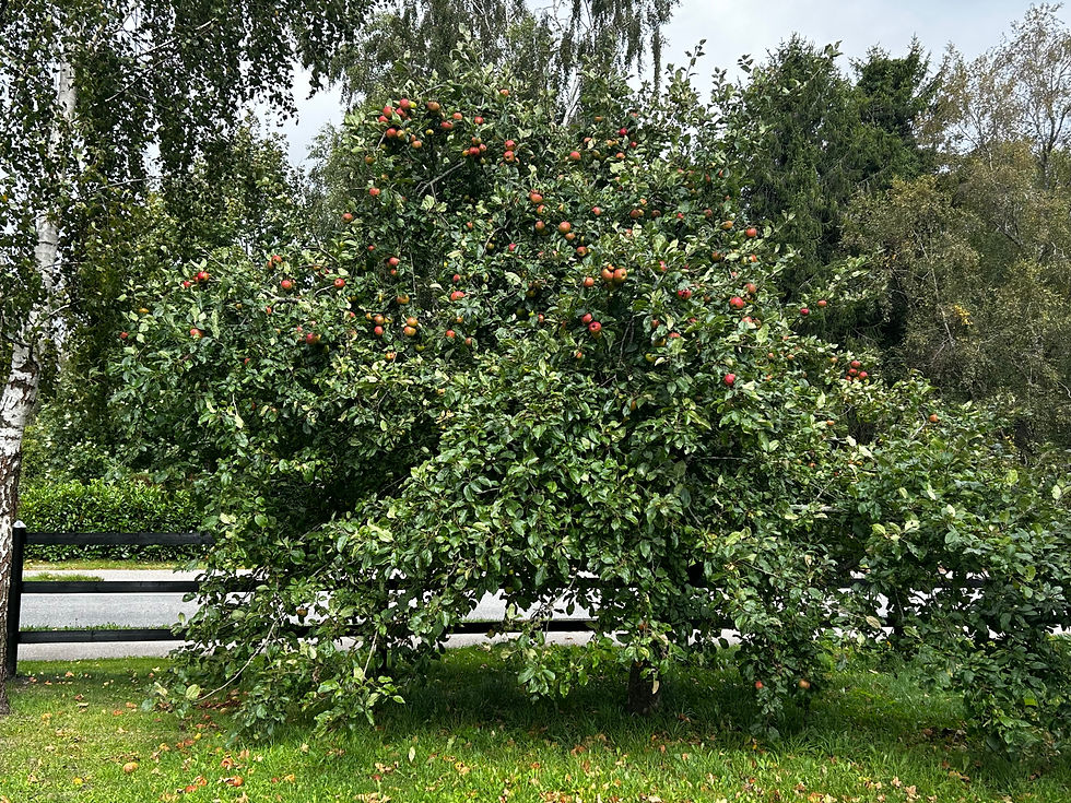 Et eksempel på et ubeskåret æbletræ