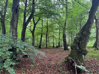 Beskæring af bøgetræ i Nordsjælland