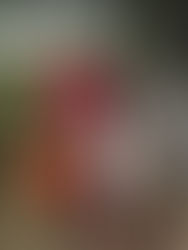 Team Dinwiddie is in Honduras