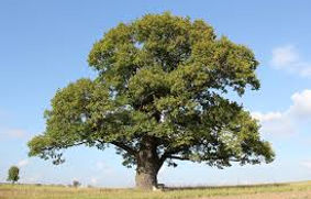 tree 4.jpg