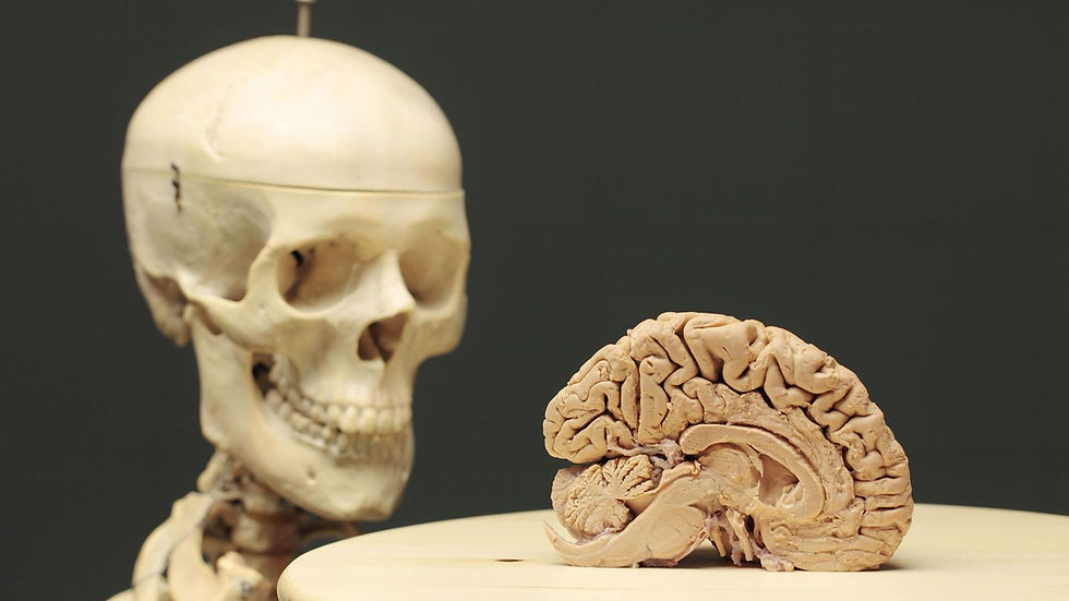 Le modèle du cerveau