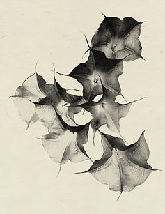 Untitled_Artwork 27.jpg