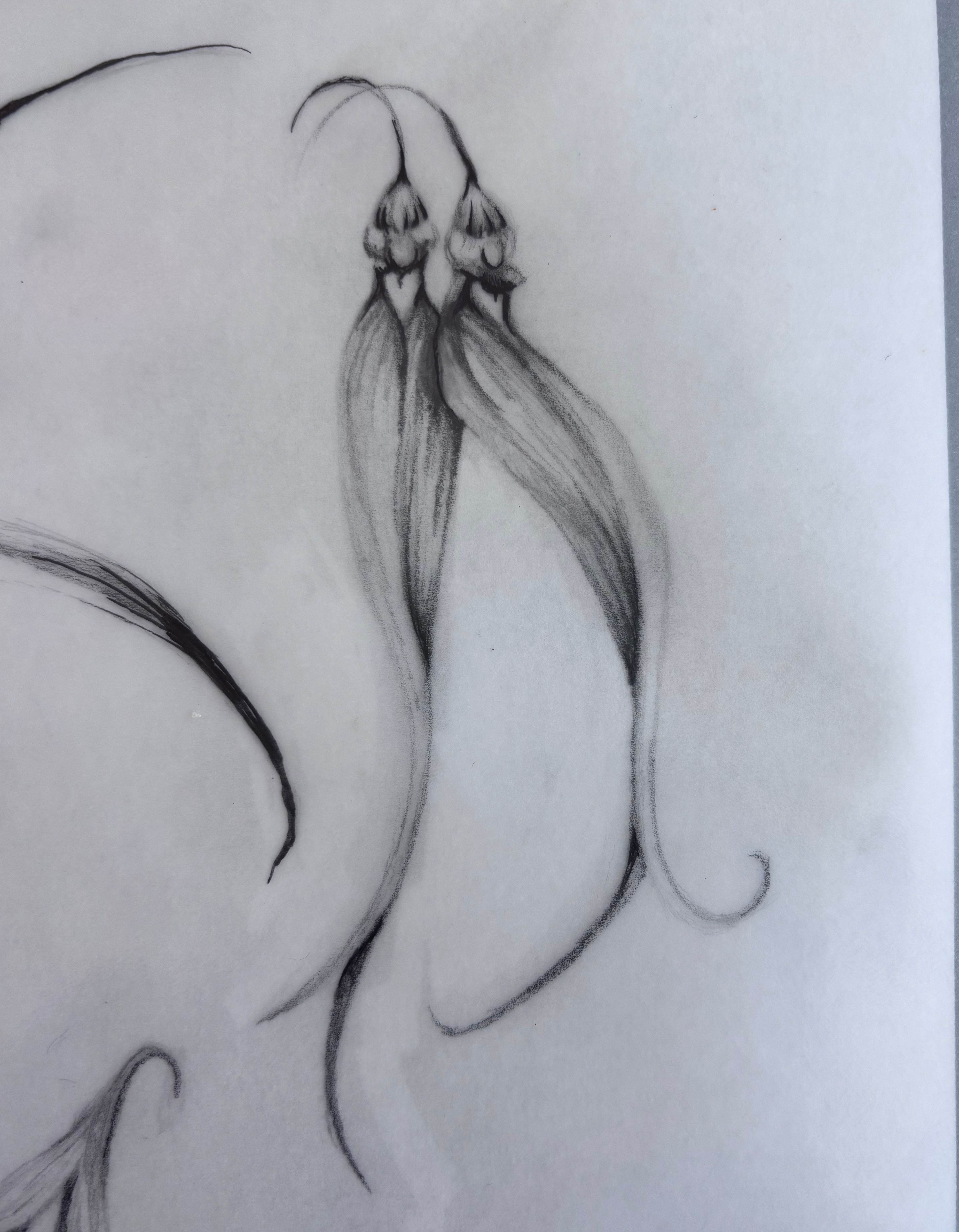 ephytic rainforest orchid