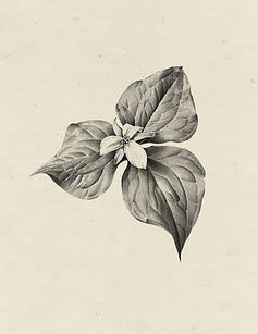 Untitled_Artwork 30.jpg
