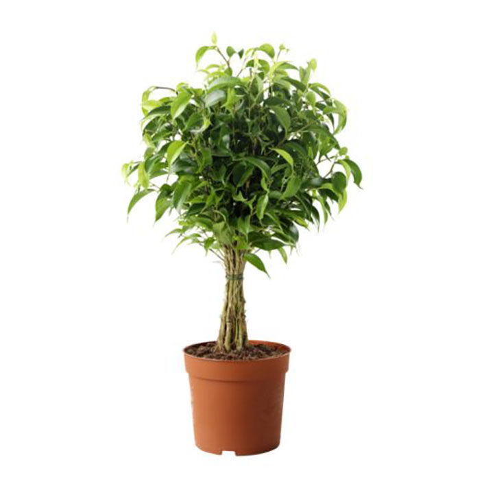 Plante