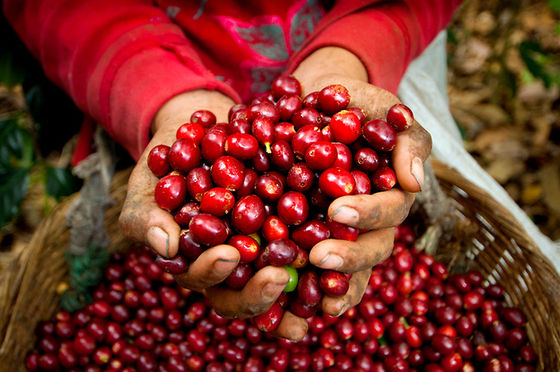 Giá cà phê arabica tăng nhẹ 0,05 cent/lb