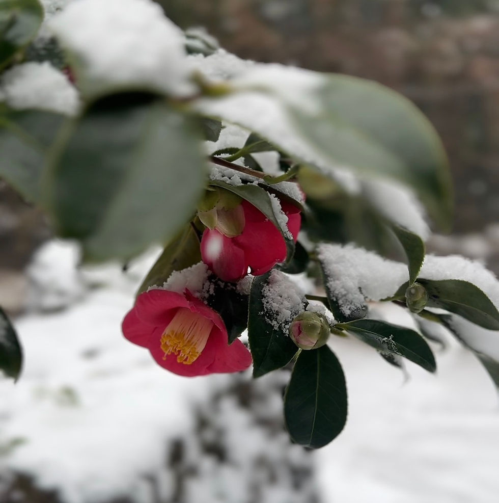 눈 쌓인 동백꽃