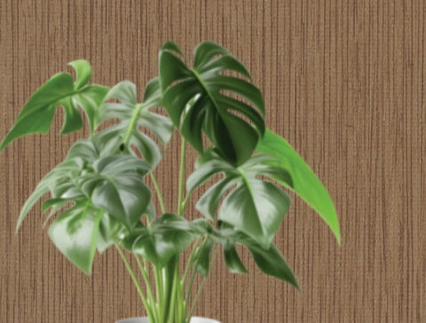 Monstera deliciosa plant against brown wood-grain wallpaper