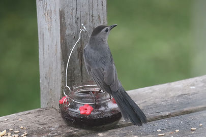 IMG_8110.JPG