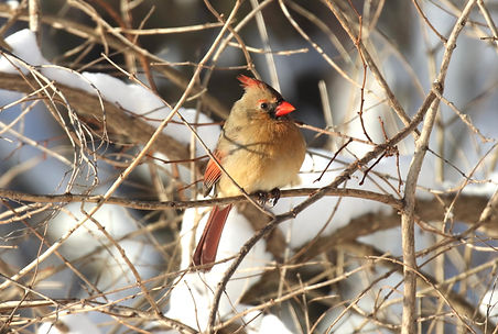 Mrs. Cardinal Lighter 1-26-25 8-5-25 IMG_0556.jpg