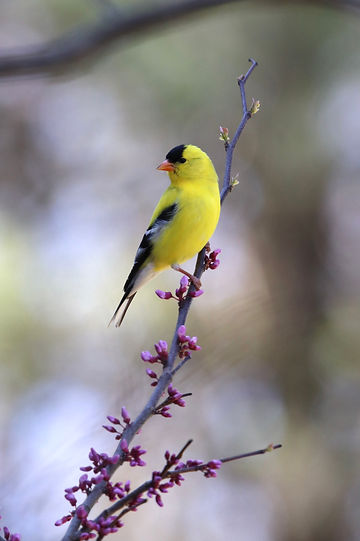 American Goldfinch for website IMG_2131.jpg