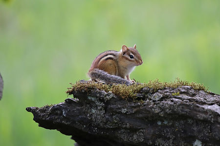 Chipmunk on Rock IMG_8115.JPG