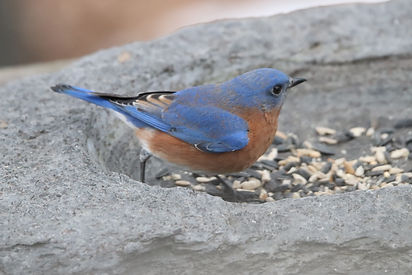 Bluebird Eating Seed in Stone IMG_5308.JPG