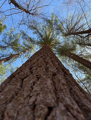 Looking Up Tree Trunk 5-8-25 IMG_2009.JPG