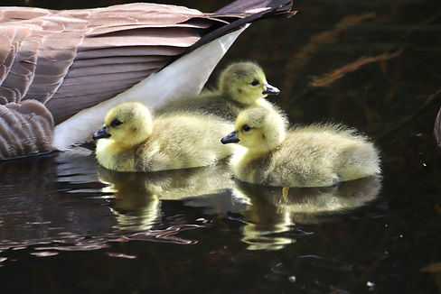Ducklings for Website IMG_7650.jpg