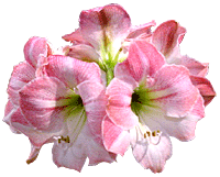 leuke-plaatjes-animaties-bloemen-7893542