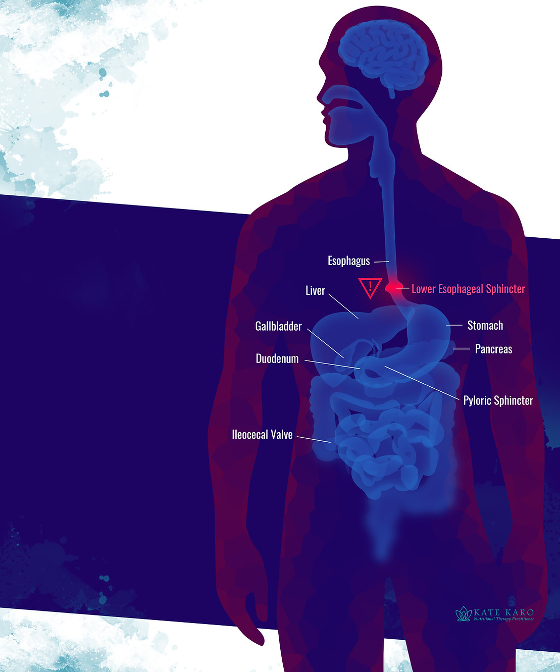 Digestion_08.jpg