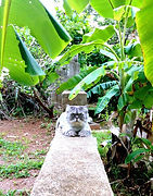 Monsieur, chat de l'auteure Marilyn Montplaisir, au Costa Rica