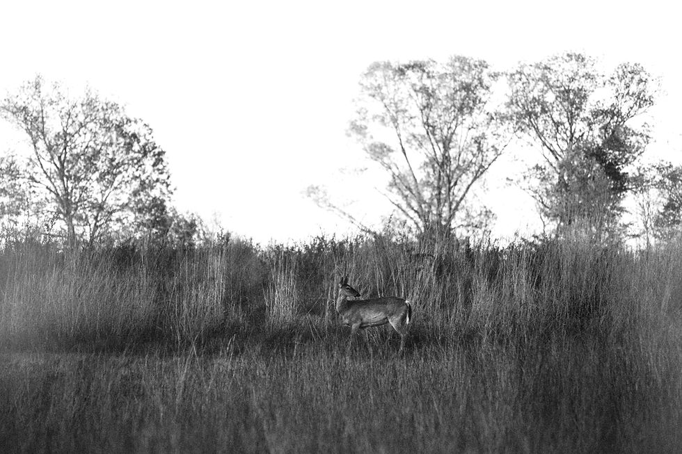 (Photo by Harrison Miller)