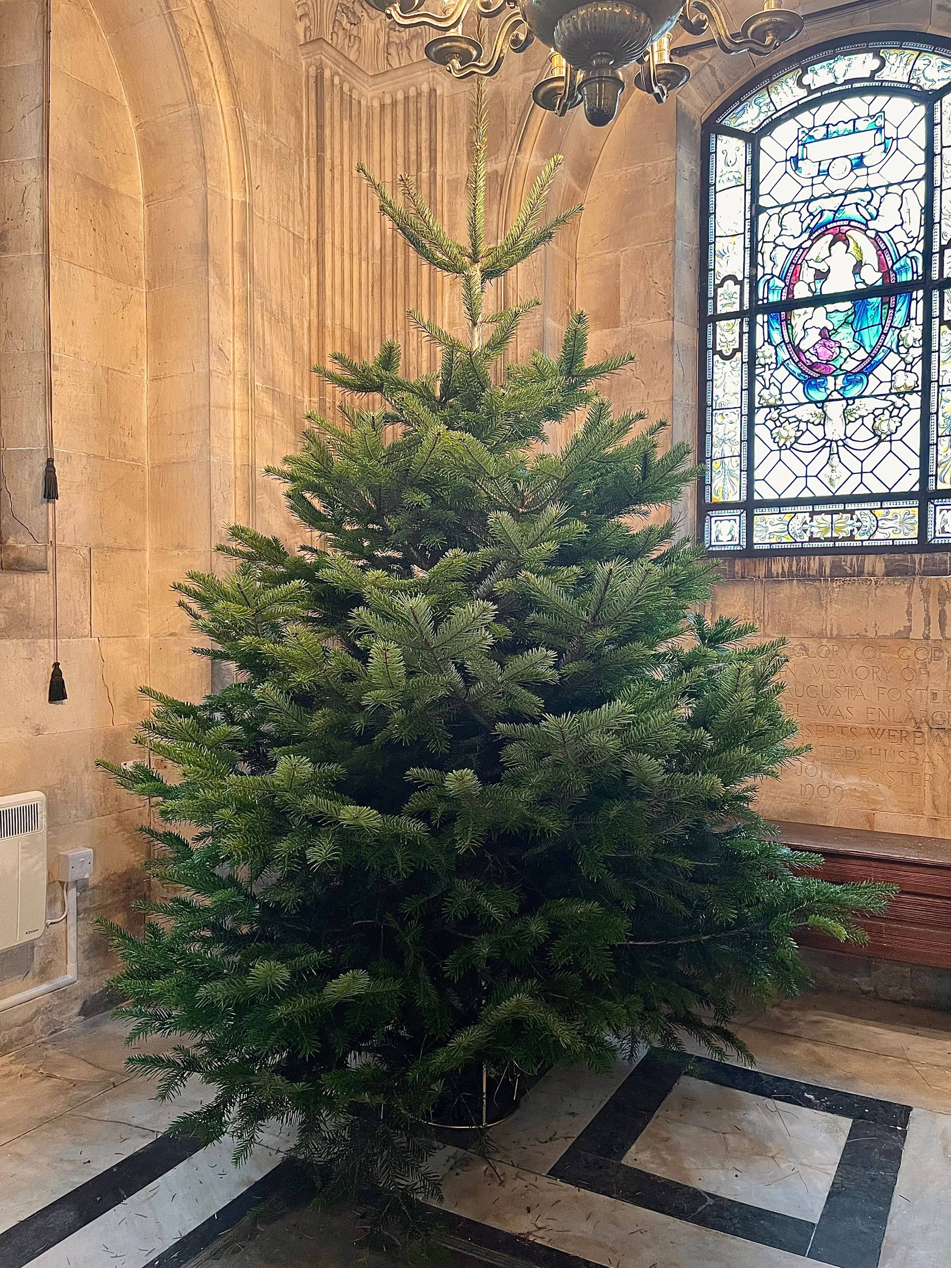 8-9 ft Nordmann Fir