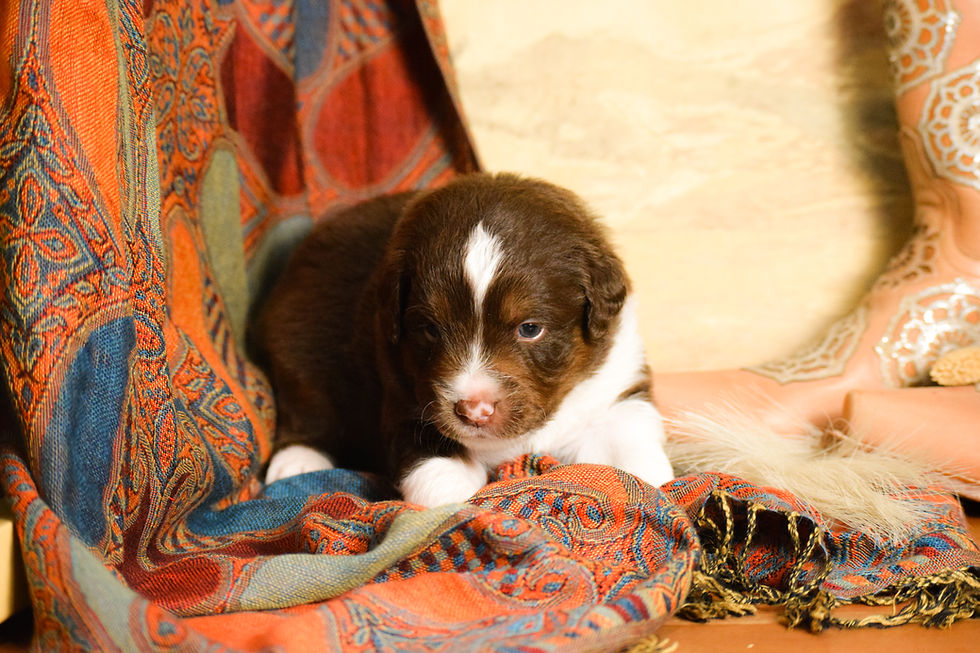 stevies puppies 2025 -3 weeks old-69
