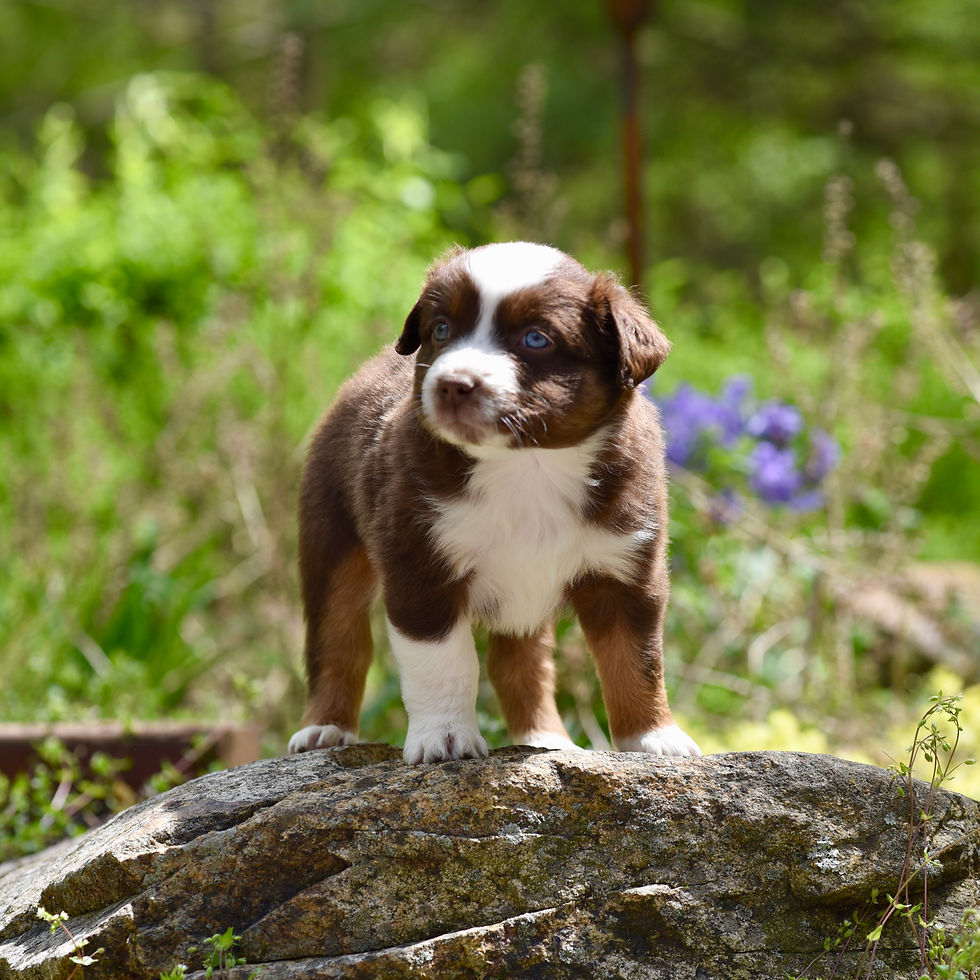 Miniature american shepherd