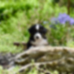 Miniature american shepherd