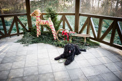 _IMG0070 (2)-1