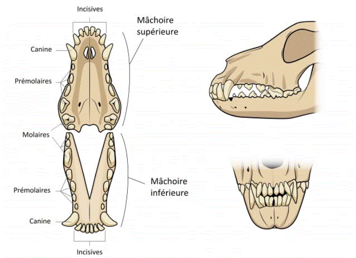 osteo.GIF3.GIF
