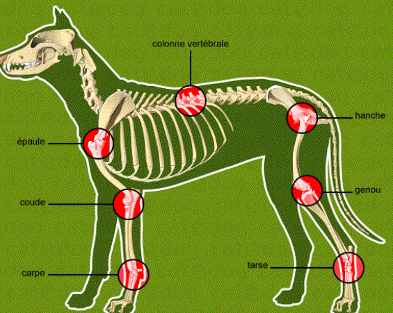 osteo.GIF2.GIF