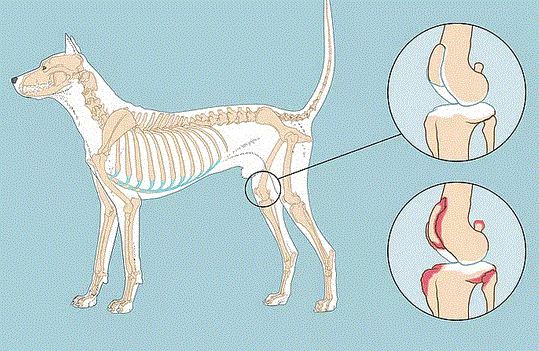osteop.GIF